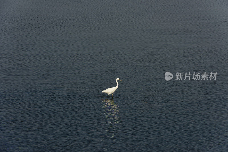 湿地苍鹭在夕阳下觅食