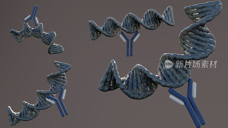抗双链DNA抗体的目标抗原是双链DNA
