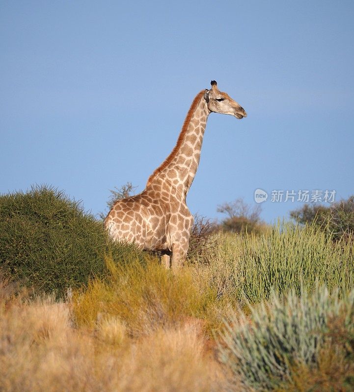 大草原上的长颈鹿