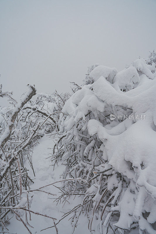 山中硬霜冰(雪晶)