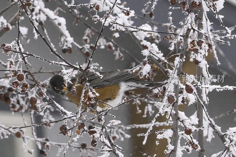 知更鸟在白雪覆盖的山灰树上