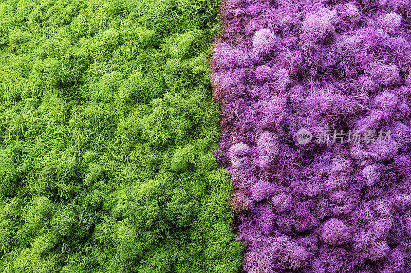 苔藓背景