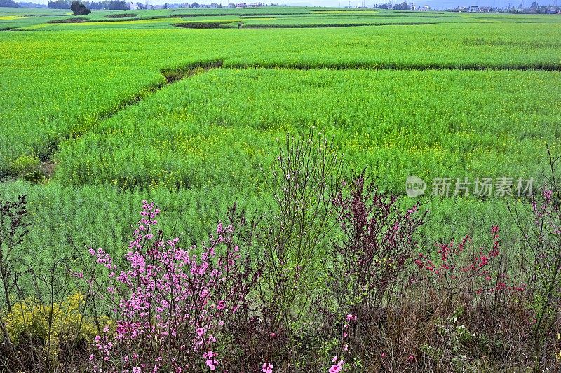 油菜花和农田中的喀斯特峰林