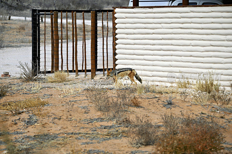 黑背豺狼在卡拉加迪的沙漠狩猎小屋附近偷偷摸摸。
