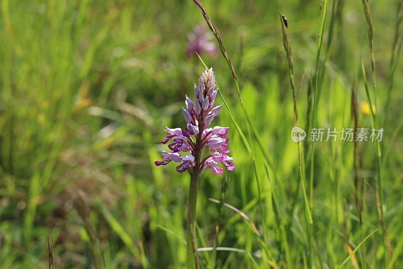 军国兰是一种生长在草地上的紫色兰花