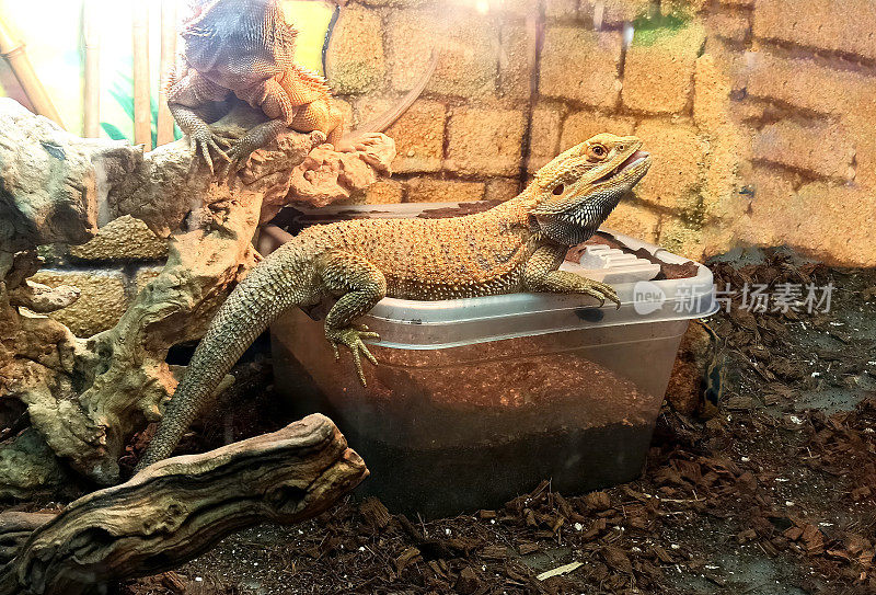 一只有鳞爬行动物，尤其是鬣蜥亚目的蜥蜴，正坐在一个塑料容器上。饲养箱，宠物护理。