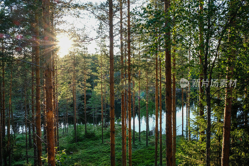 芬兰森林湖美丽的夏日夕阳