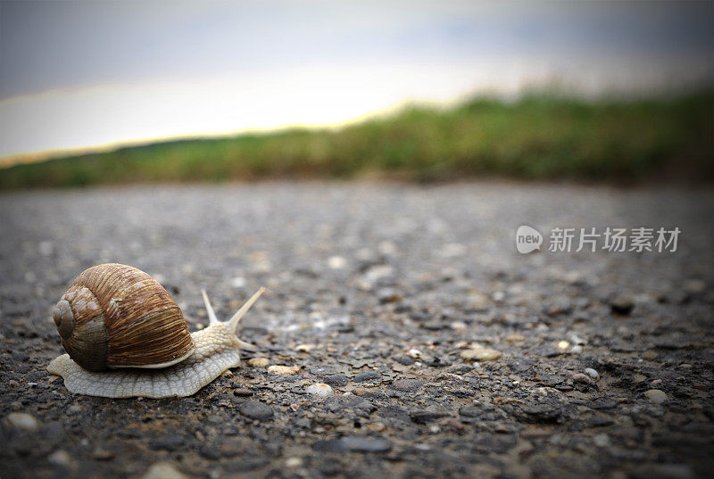 蜗牛穿过马路走向草地