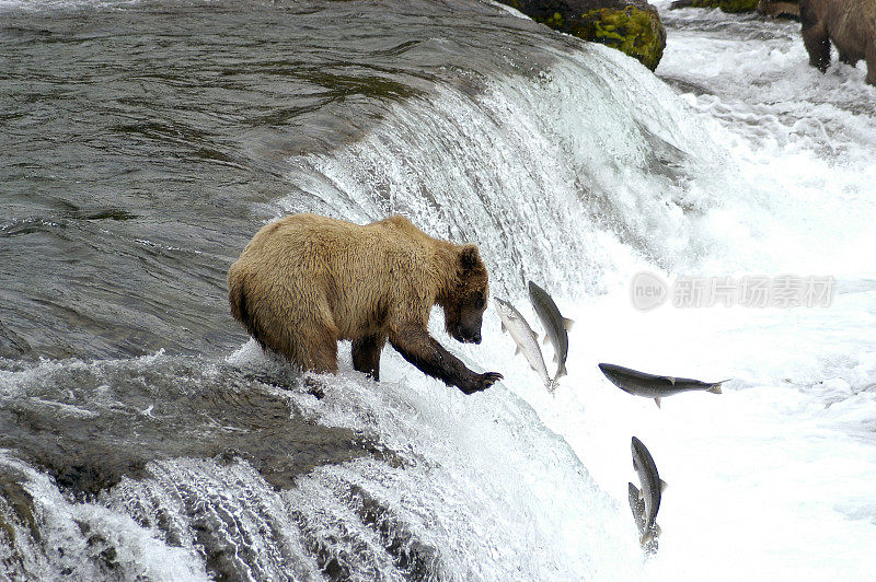 一头棕熊正在捕往上游的鲑鱼