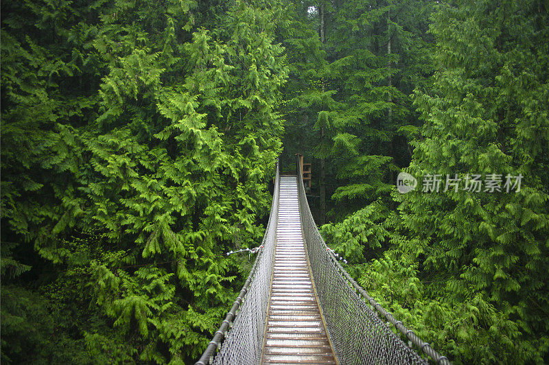 森林中央的吊桥