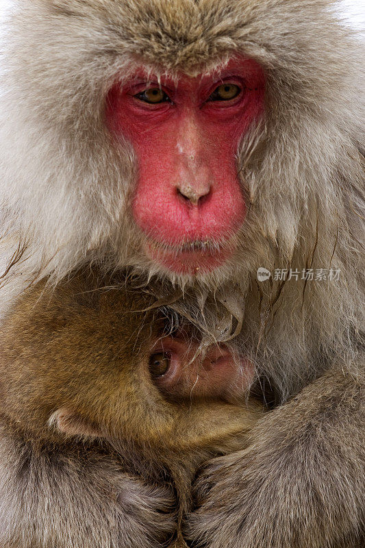 红脸的雪猴妈妈抱在怀里
