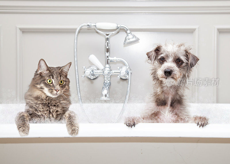狗和猫在一起洗澡
