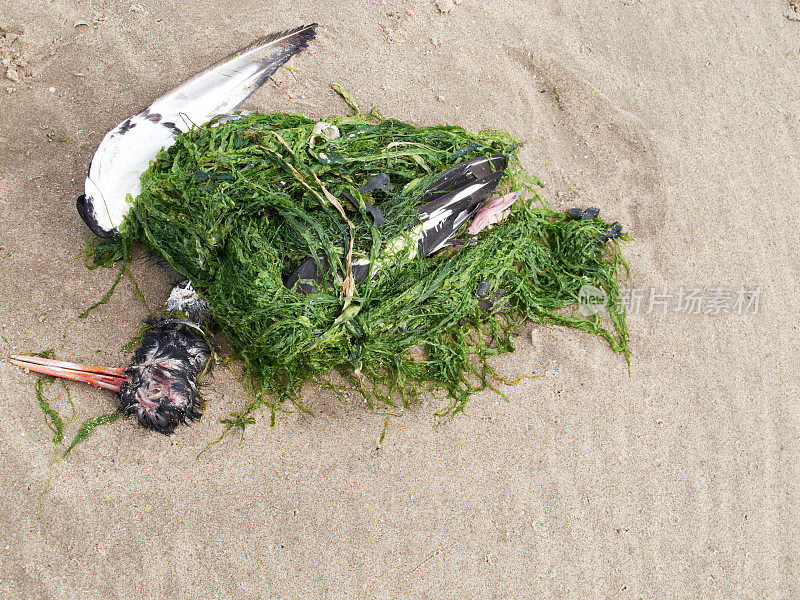 海滩上长满海藻的捕牡蛎死海鸥