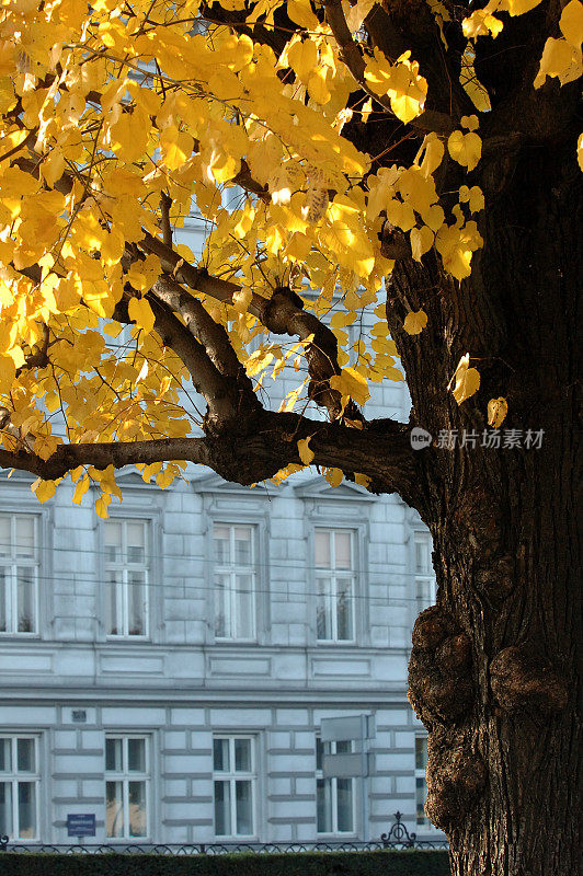 秋天在维也纳