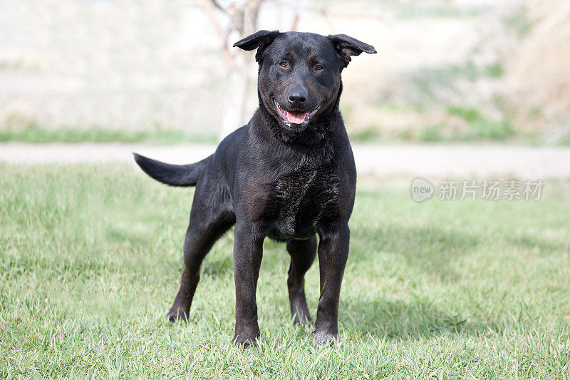 黑比特斗牛猎犬在野外面向前方