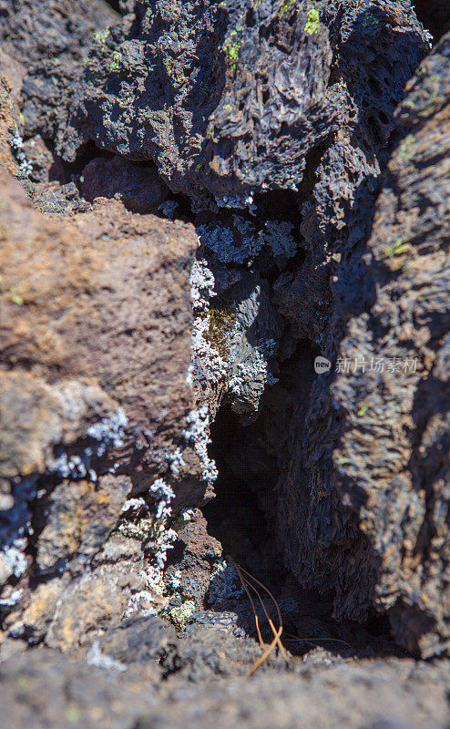 火山岩石上的地衣-特内里费岛