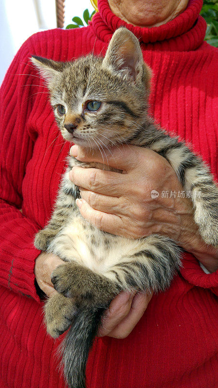 老婆婆手里的小猫