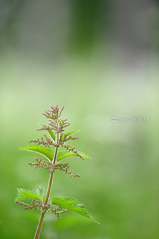 小荨麻