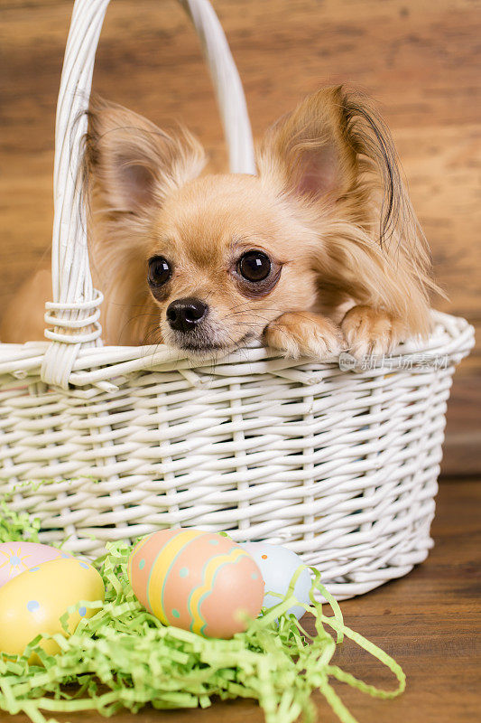 白色复活节篮子里的狗或小狗。