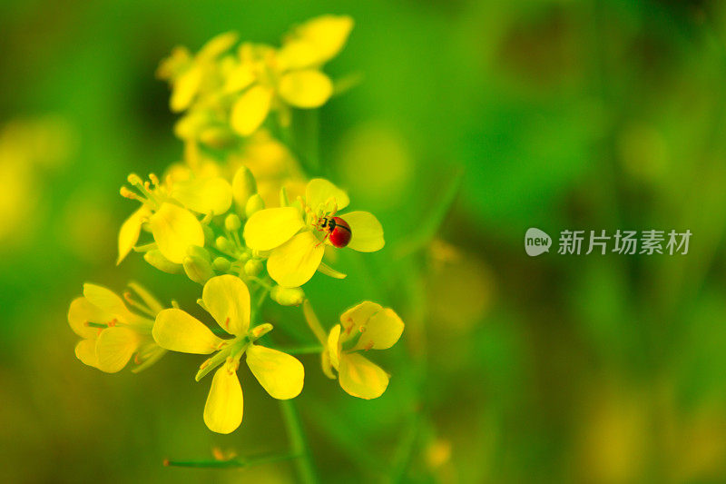 瓢虫坐在黄色的花上