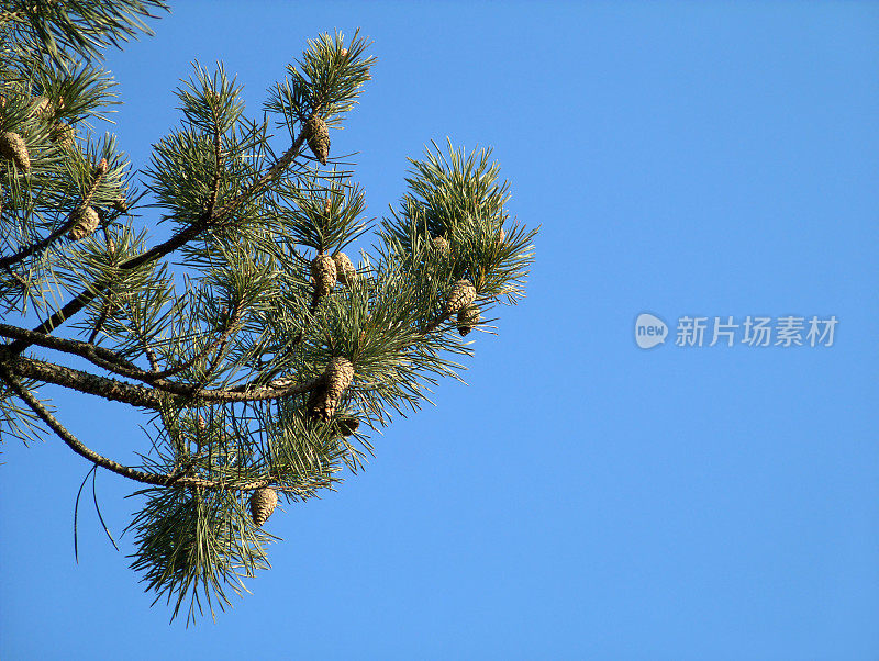 苏格兰松树