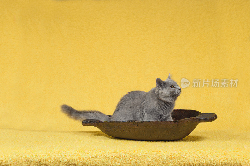 害怕夏特尔猫的猫