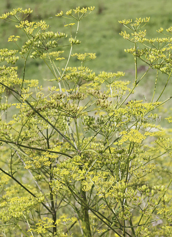 野生防风草