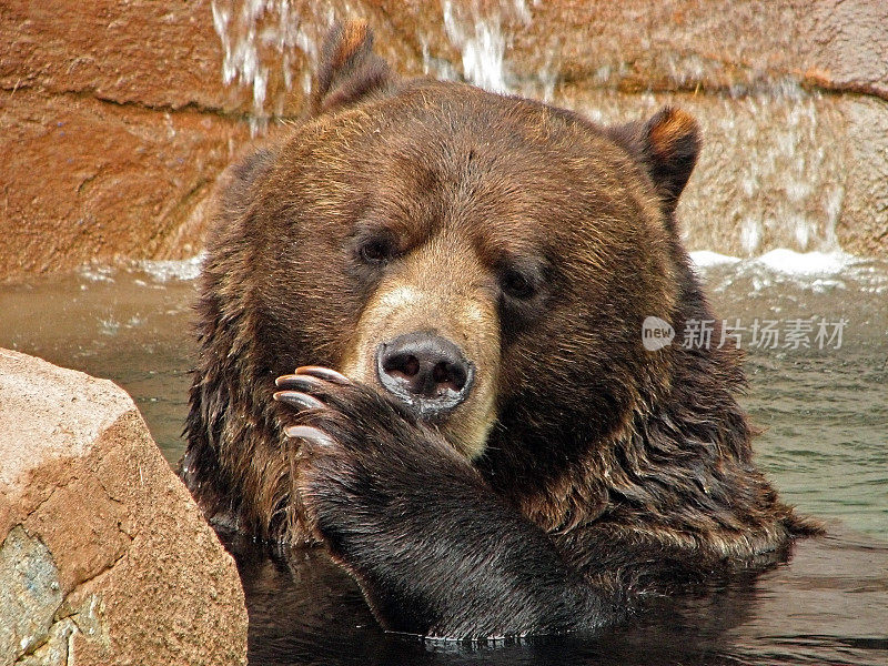 棕熊在动物园的水坑里游泳