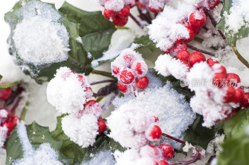 冰冻的冬青浆果花环映衬着雪的背景