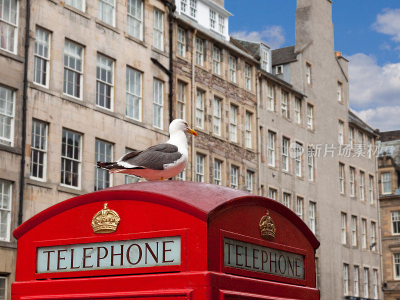 红色电话亭顶上有海鸥，皇家英里，爱丁堡，英国。