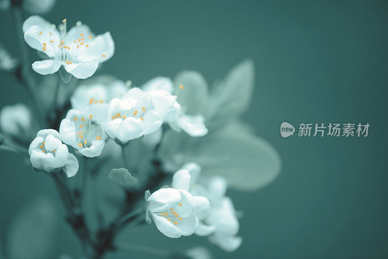 美丽的春天的花朵