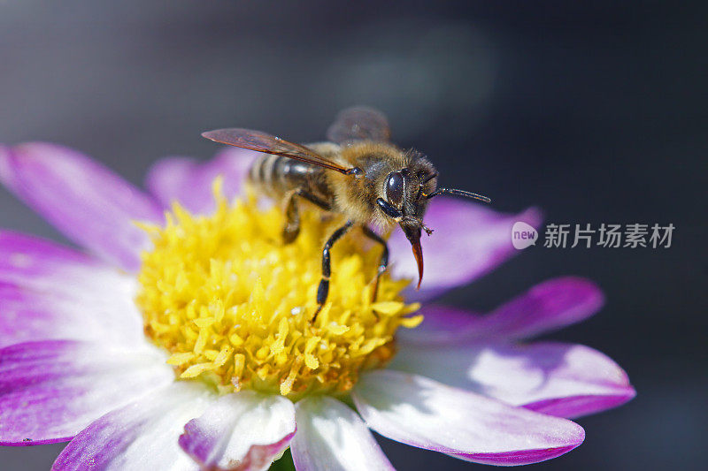 蜜蜂在粉红色的大丽花上