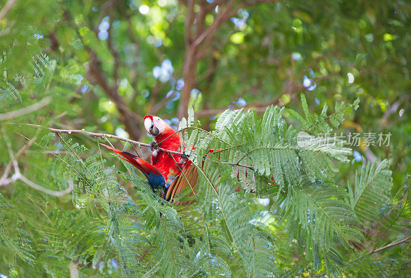 树上的猩红色金刚鹦鹉