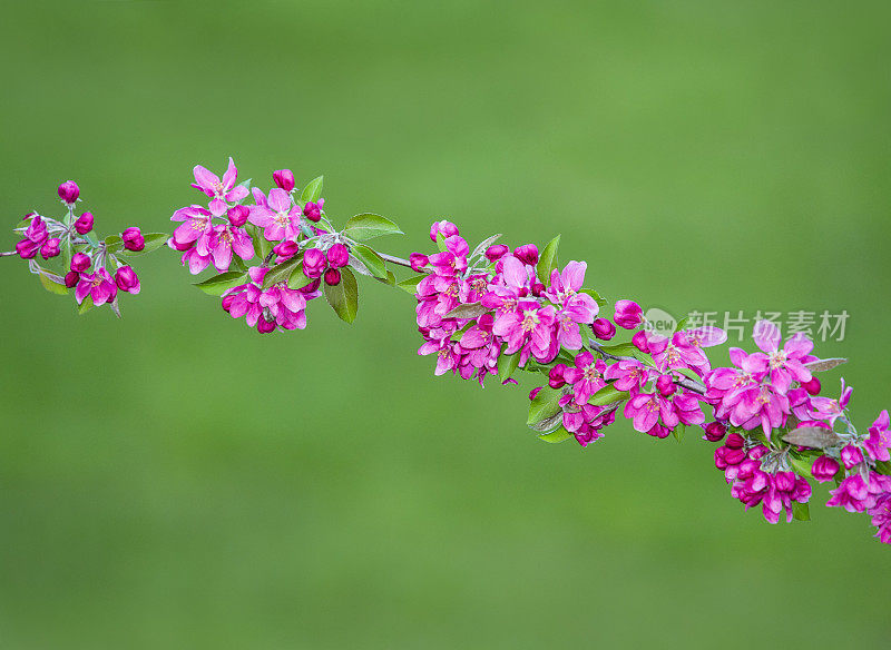 苹果树在春天开粉红色的花，绿色的背景