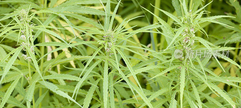 大麻(大麻sativa)雌花