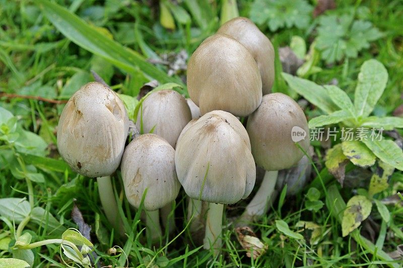 田间蘑菇
