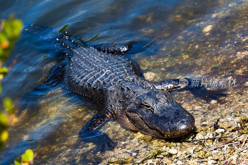 大沼泽地国家公园的美洲短吻鳄