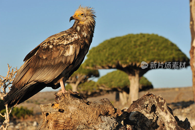 埃及秃鹫和龙血树