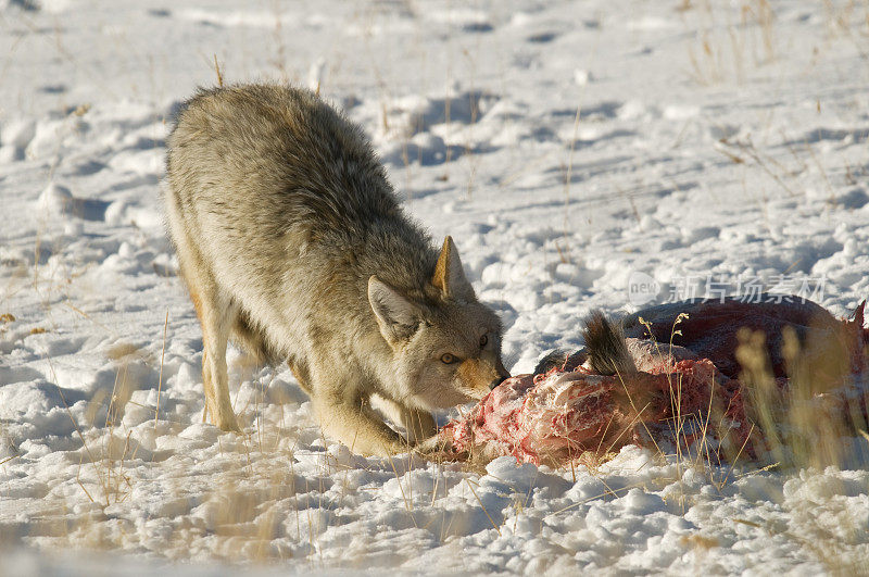 蒙大拿州冬天，土狼在吃鹿的尸体