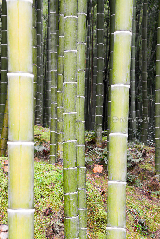 京都竹林