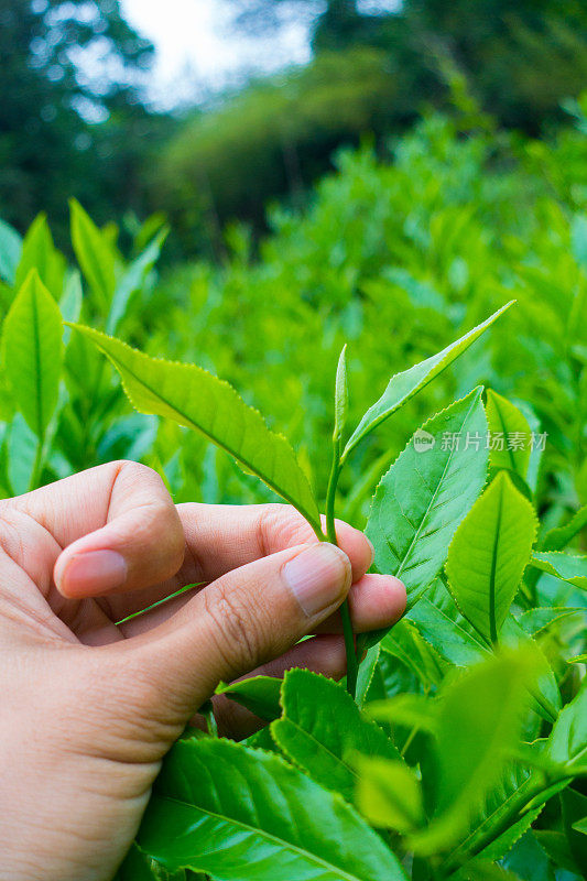 采摘茶叶