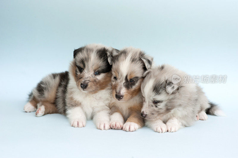 5周大的设得兰牧羊犬幼犬