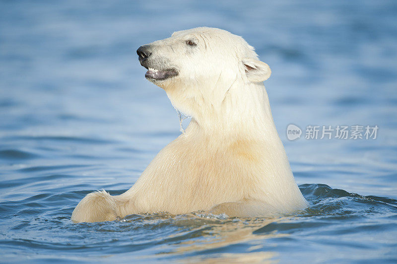 北极熊在水中