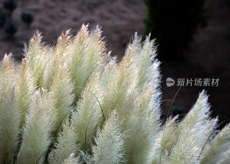 毛茸茸的装饰性的芦苇