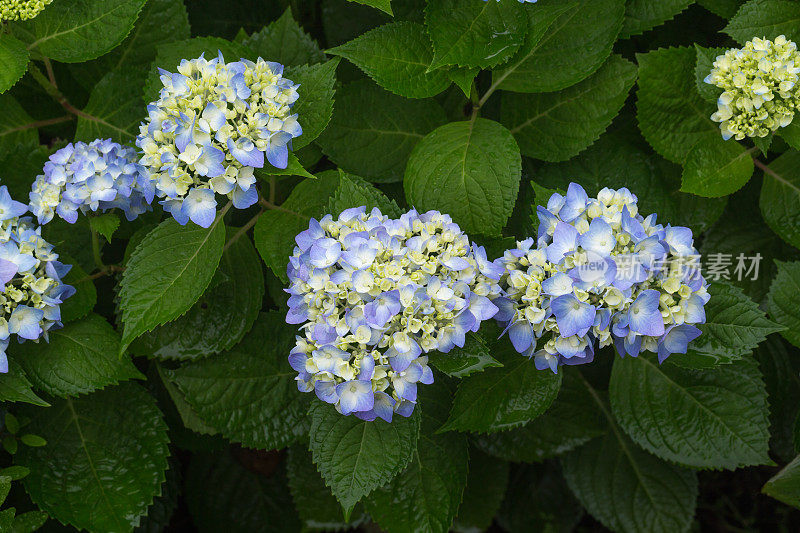 绣球花在花园里盛开