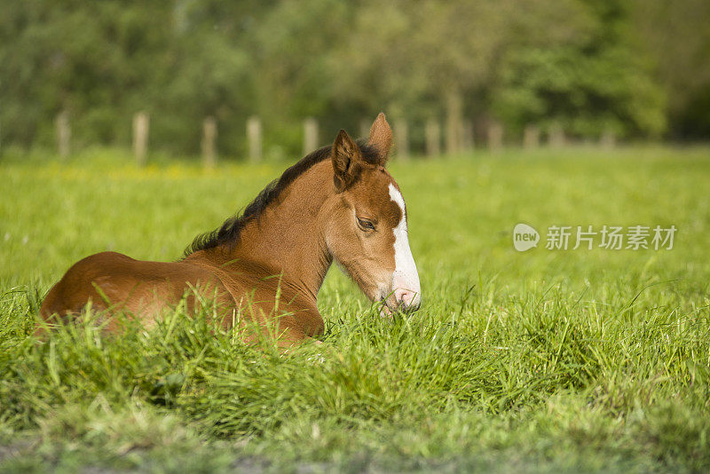 在春季牧场上休息的小马驹