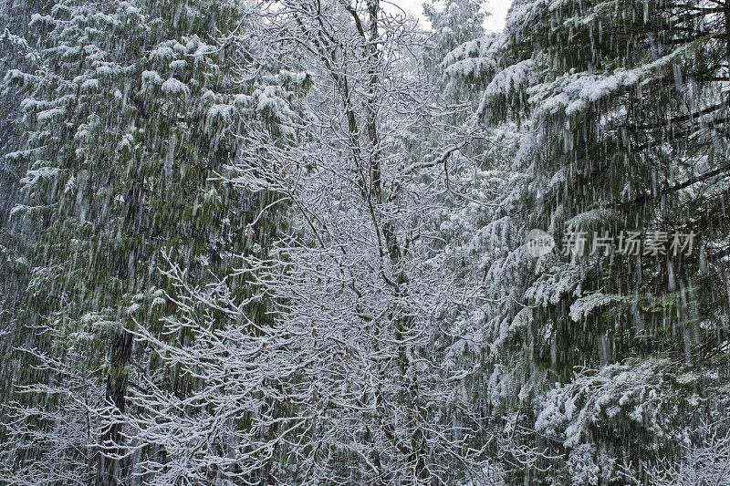 Showerof雪