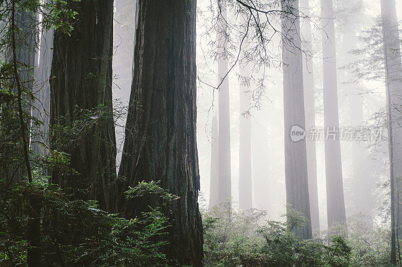 北部海岸有雾的红杉林