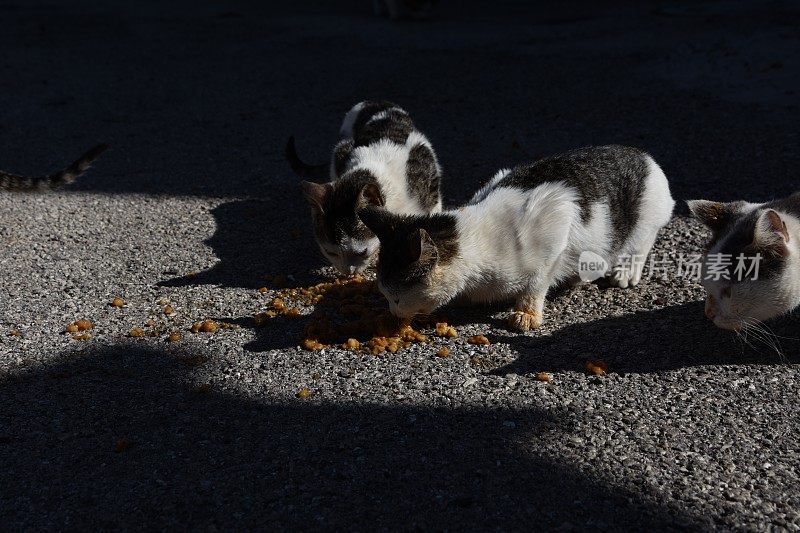 食猫科