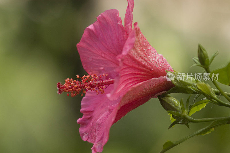 粉红色的芙蓉花在侧面